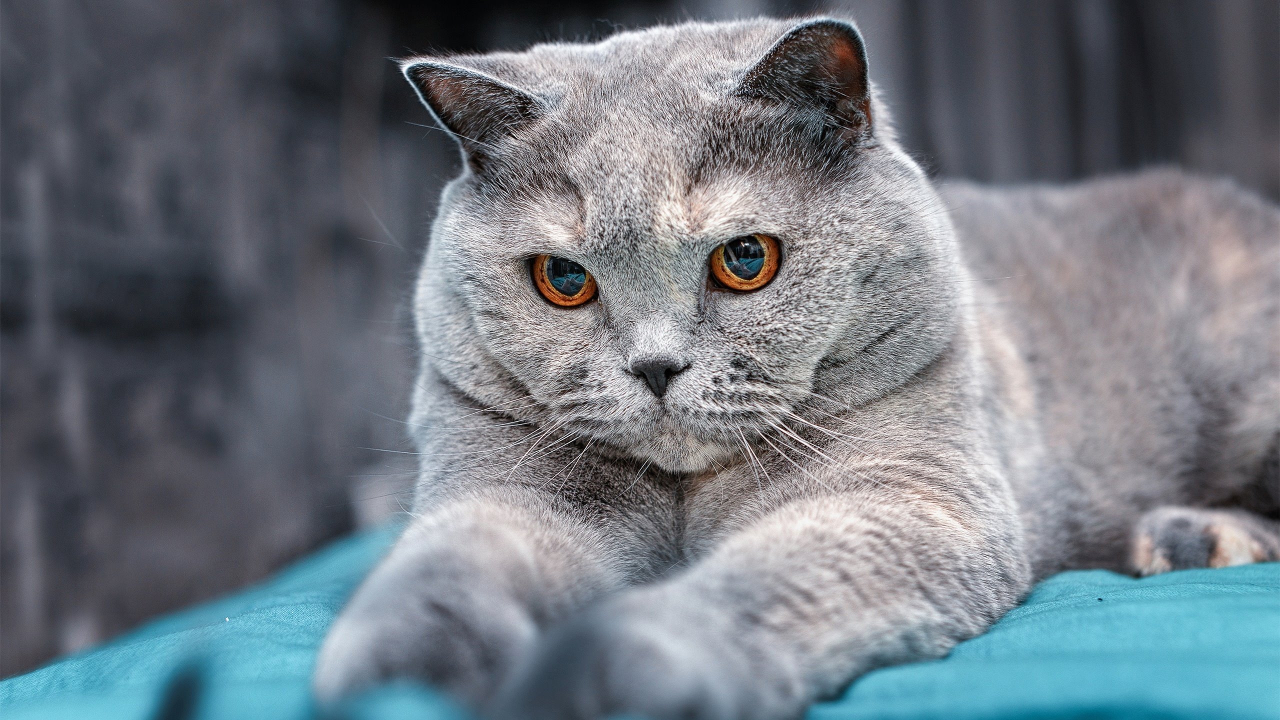 利物浦胜拜仁,锁定半决赛资格,利物浦胜拜仁,锁定半决赛资格了吗