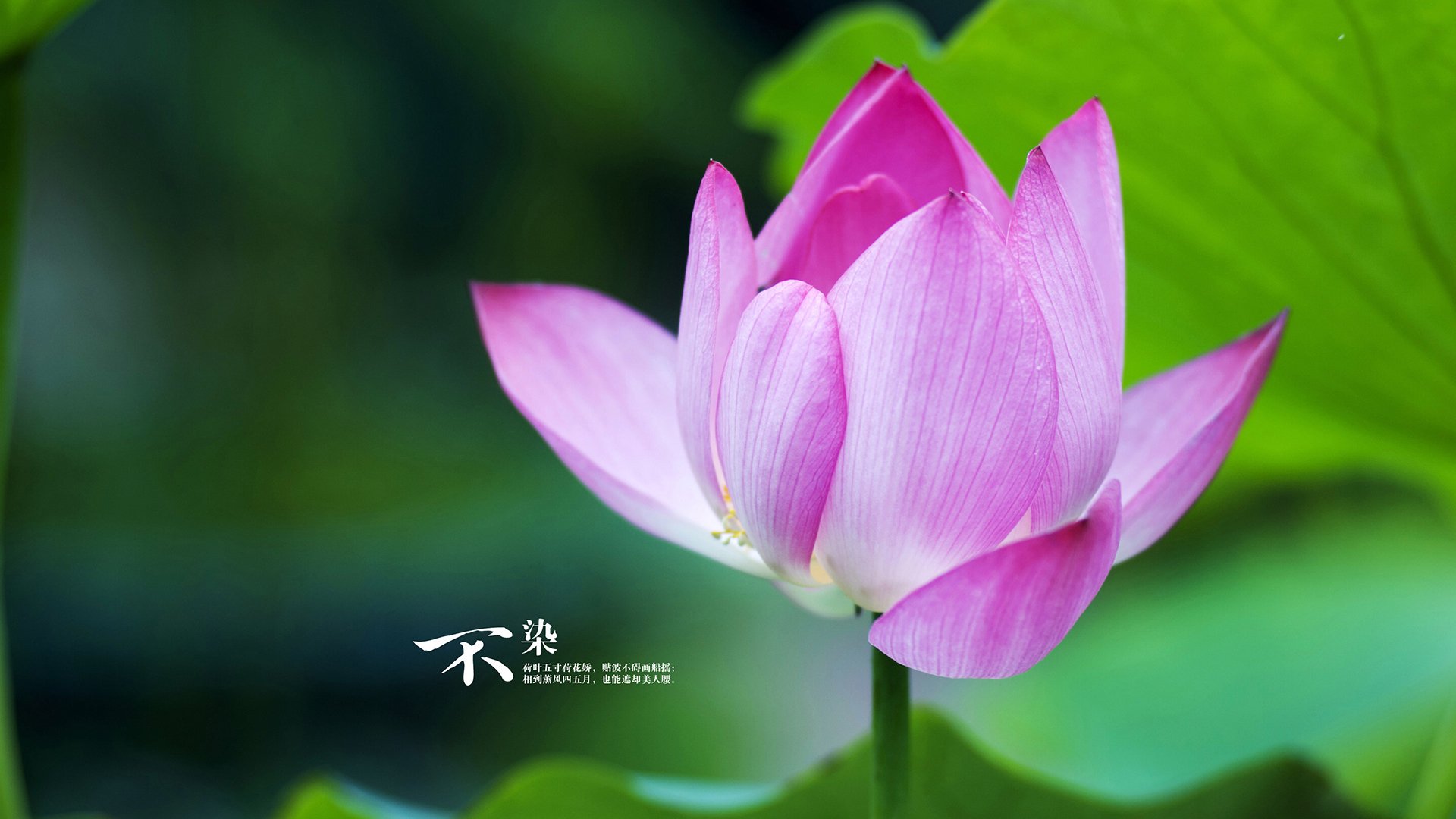 华达斯菲尔德主场战平彼得伯勒,球队近五轮不胜,阵容调整迫在眉睫