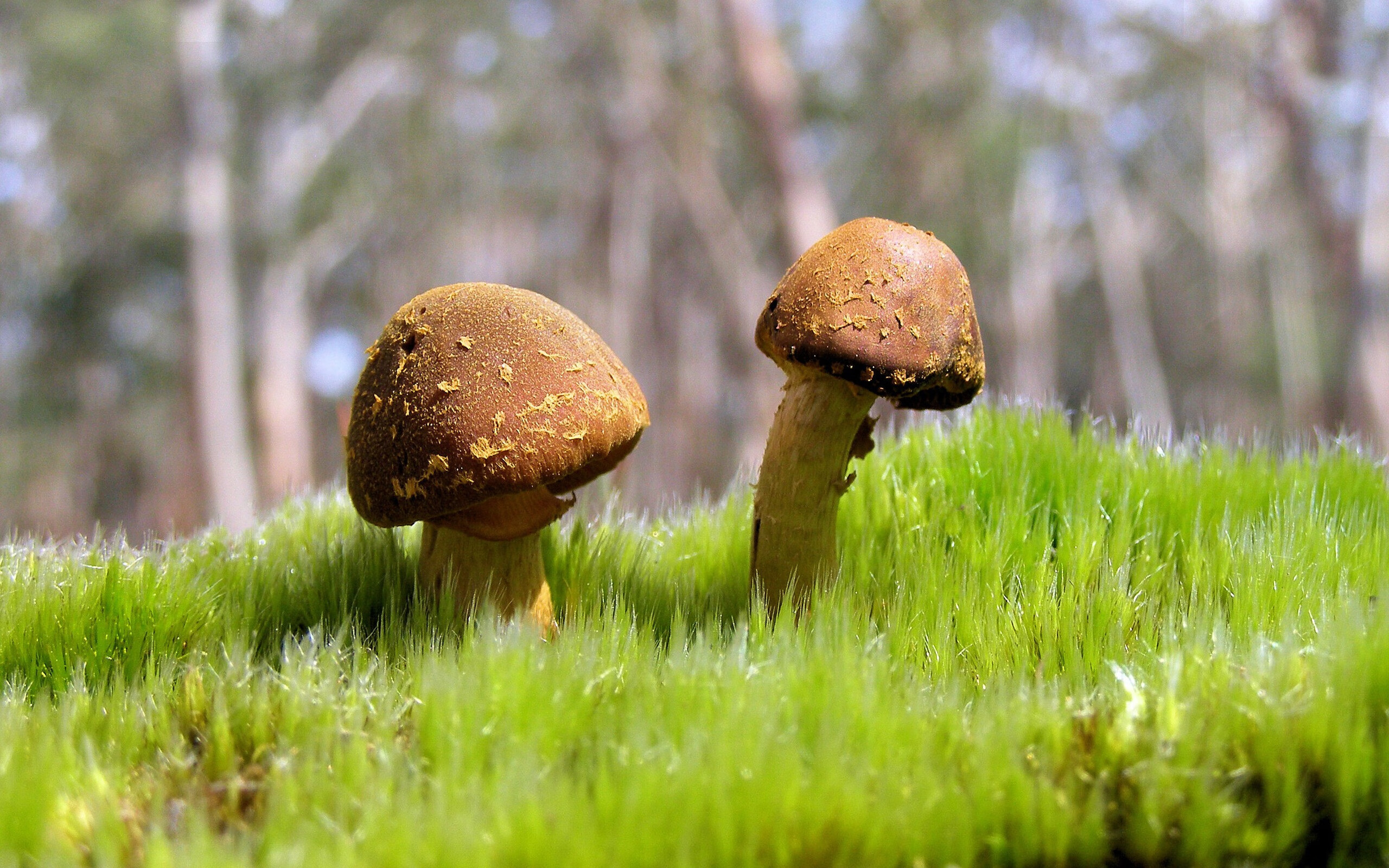 弗拉门戈主帅战术布置得当,弗拉门戈昨晚比赛