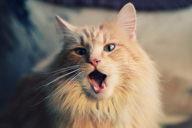 开云网页版-精彩赛事！两支顶尖球队将在球场上较量，顶级球场