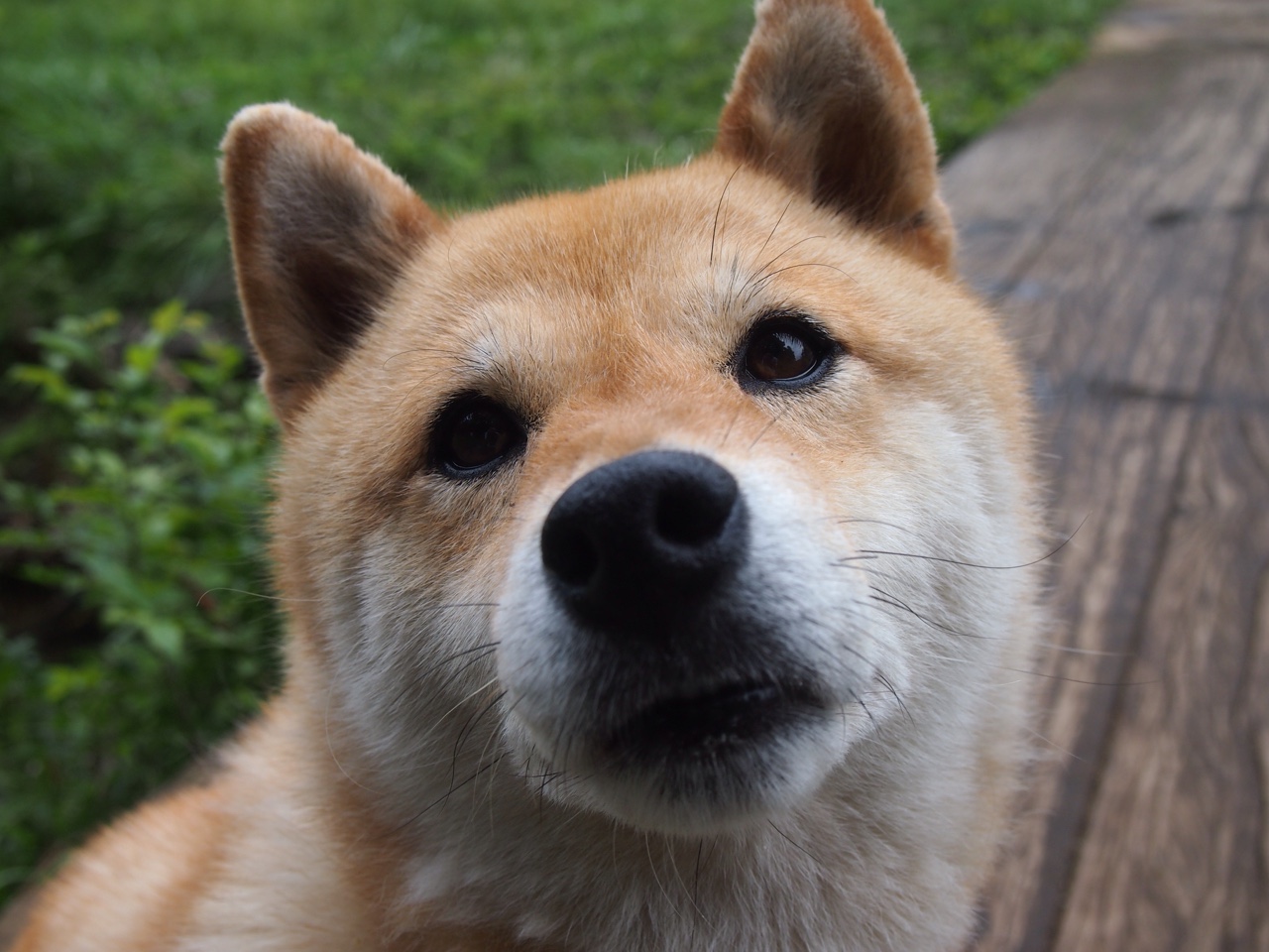 胡梅尔斯备受期待，球队士气高涨，胡梅尔斯照片