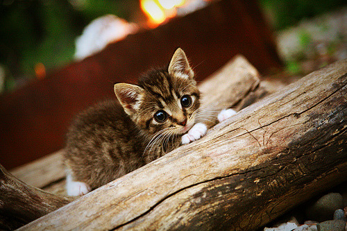开云网站-阿拉维斯客场惊险过关，成功逆转比分夺胜，阿拉维斯主力阵容