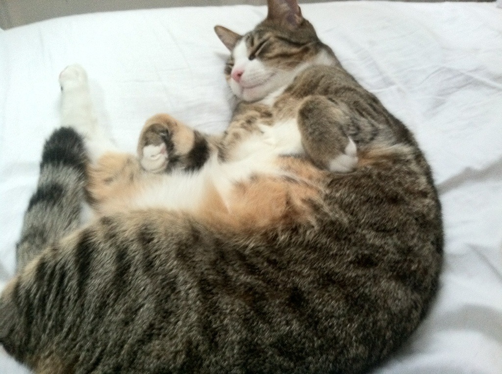 中小学体育课教学内容创新策略,小学体育课堂教学实践的创新