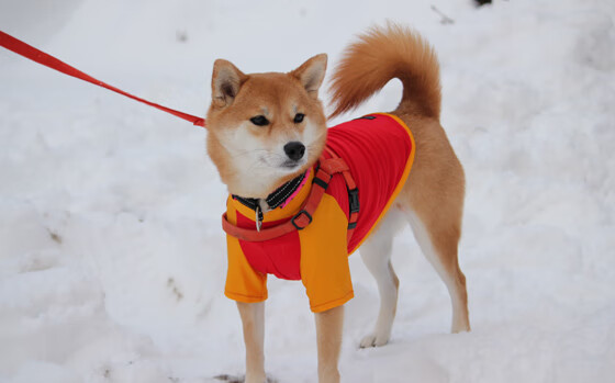 亚冠联赛中国足球惨败 球迷期待教练调整,亚冠足协