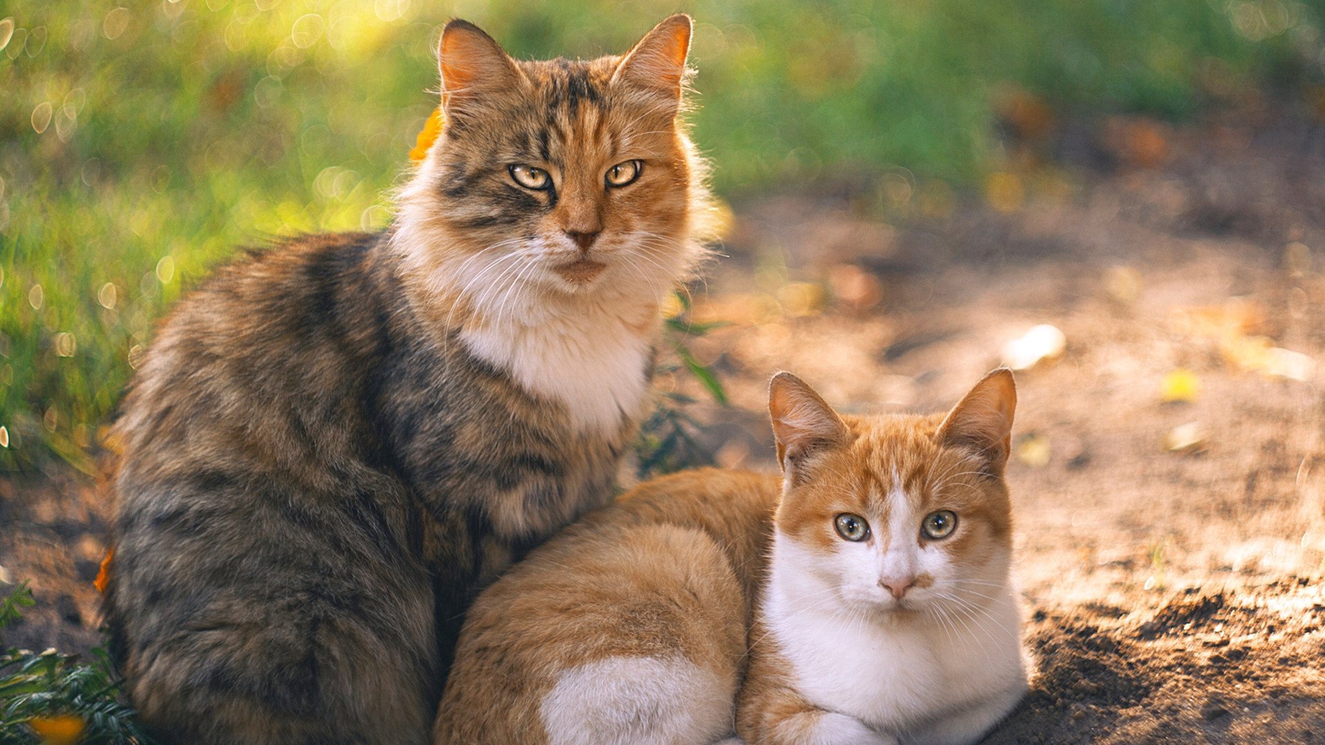自由泳组表现亮眼,接力项目或成突破口,4×200自由泳接力全程回放