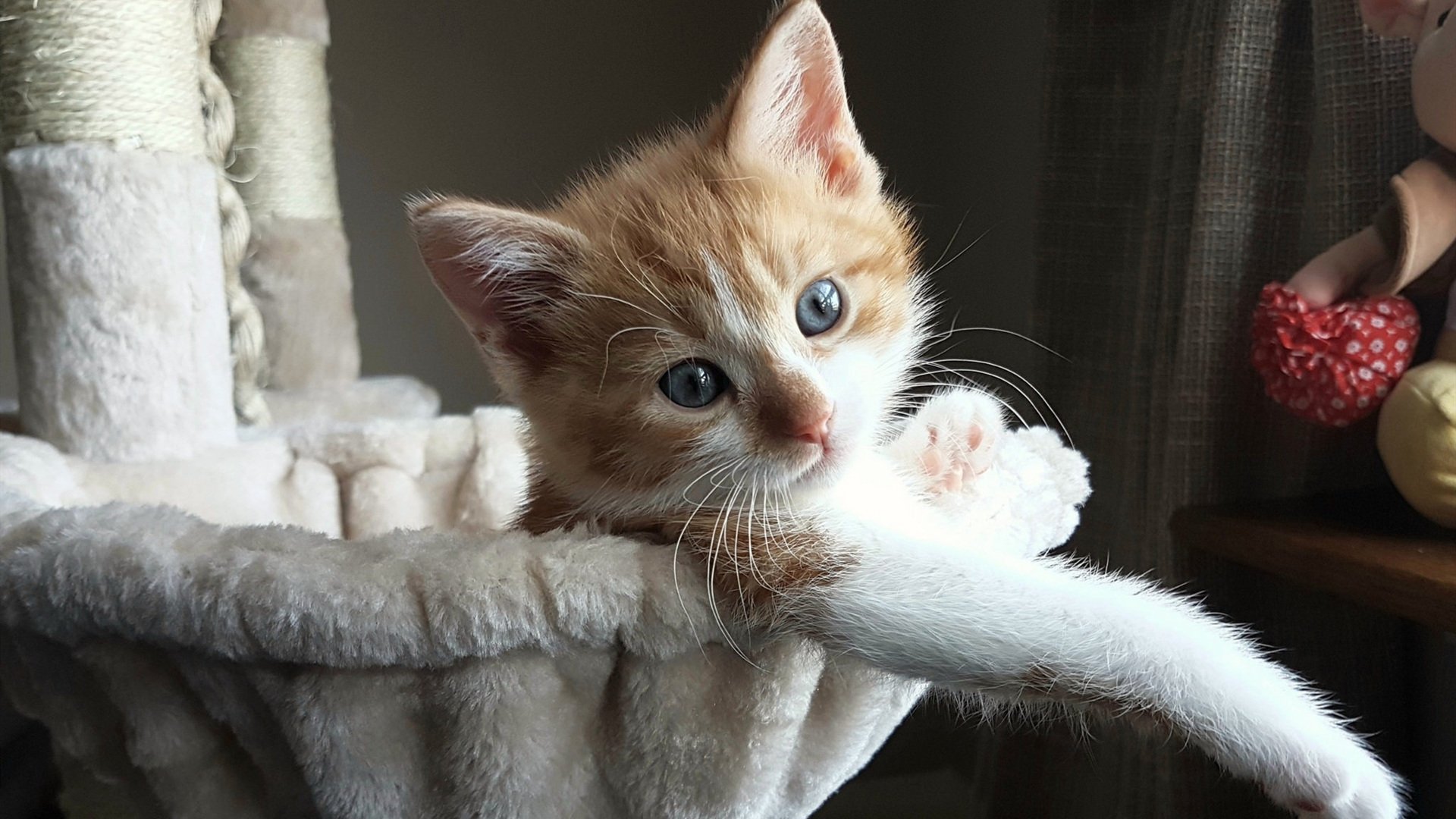 开云网页版登录入口-特斯·冯·迪克：在比赛中不断调度全场进攻，帮助南非队稳住优势